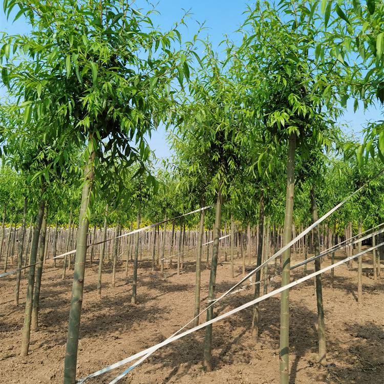 13公分旱柳旱柳小苗合作共赢12公分旱柳