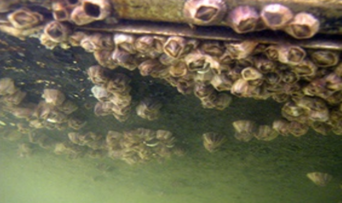 表面周期性接触空气和海水,使得海蛎子,藤壶等在船底周围表面快速繁殖