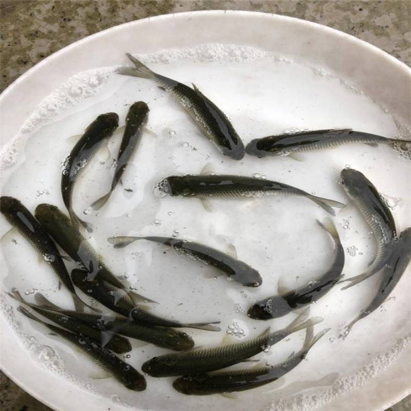 草鱼是典型的草食性鱼类,栖息于平原地区的江河湖泊,一般喜居于水的中