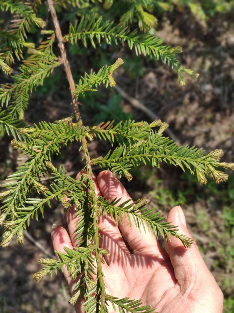 北美红杉种植北美红杉多少钱一株
