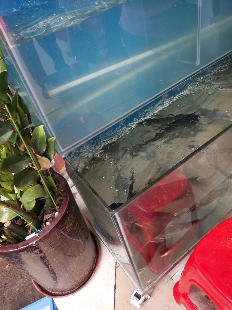 东莞大岭山订做海鲜鱼缸,东莞不锈钢海鲜池