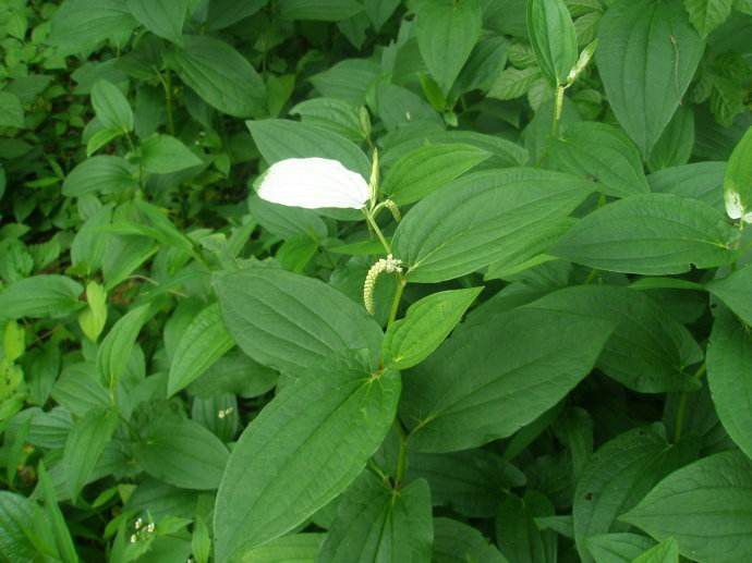 【四川大量批发三百草,三百草苗,各类***水生植物