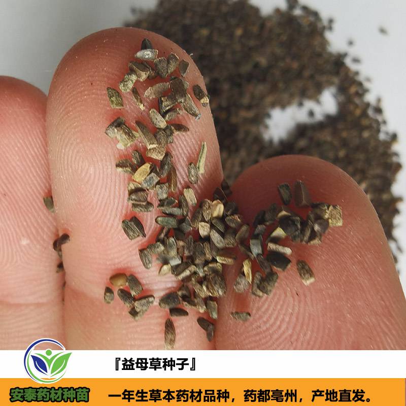 猫爪草种苗猫爪草苗