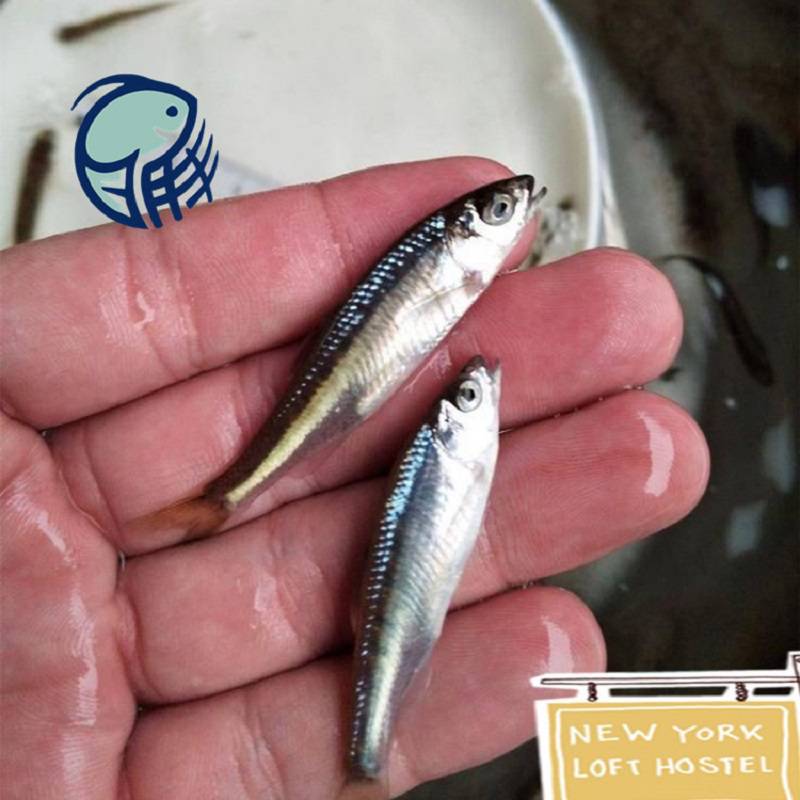 馬口魚體重一般約50克,100-150克重的不常見,為小型魚類,成魚體長僅