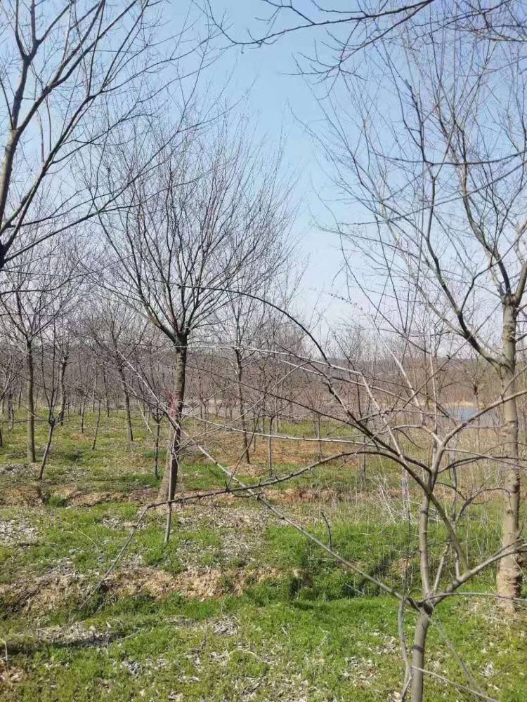镇江8公分朴树朴树基地价格
