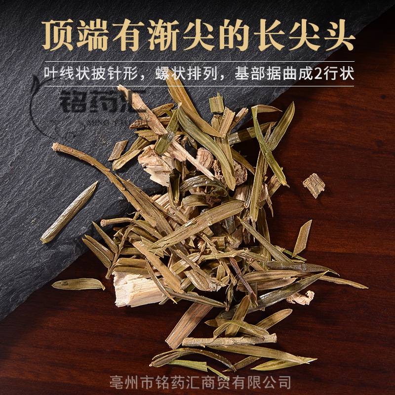 三尖杉根图片供应中药材三尖杉