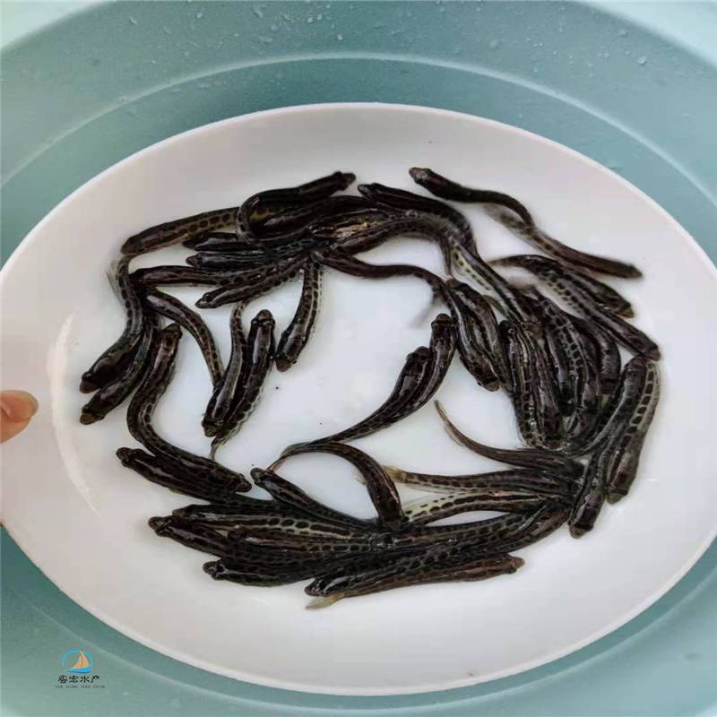 欽州淡水黑魚苗抗病能力強烏魚苗生魚苗養殖出路好