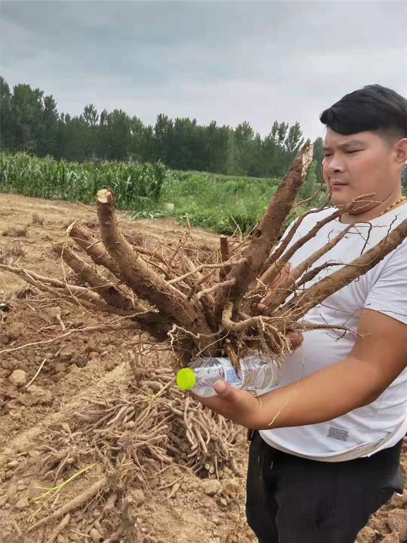 白芍畝產值赤芍價格多少錢一斤包種植技術