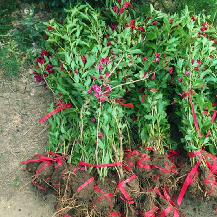 园林绿化用单棵60公分至1米高红王子锦带花苗价格详情