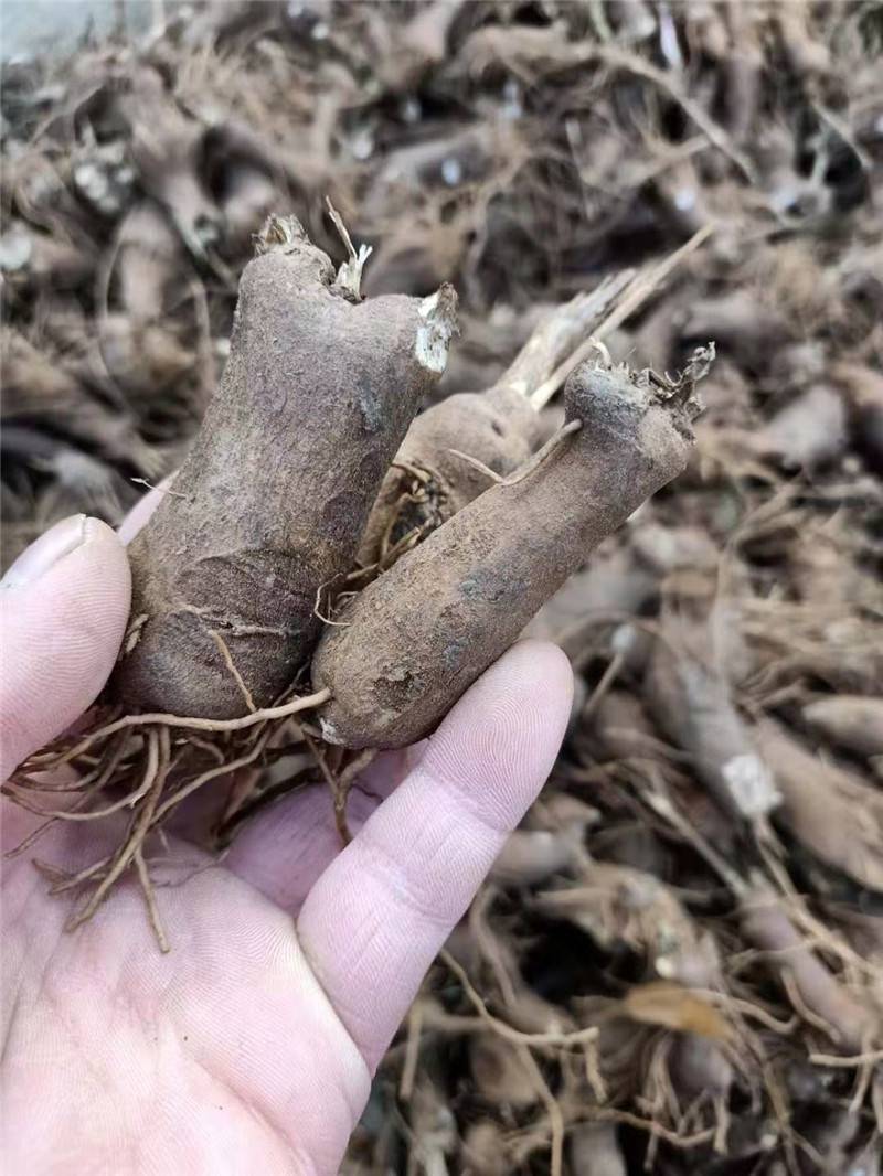 白朮為菊科植物白朮的乾燥根莖,又名於術,浙術,冬術等.