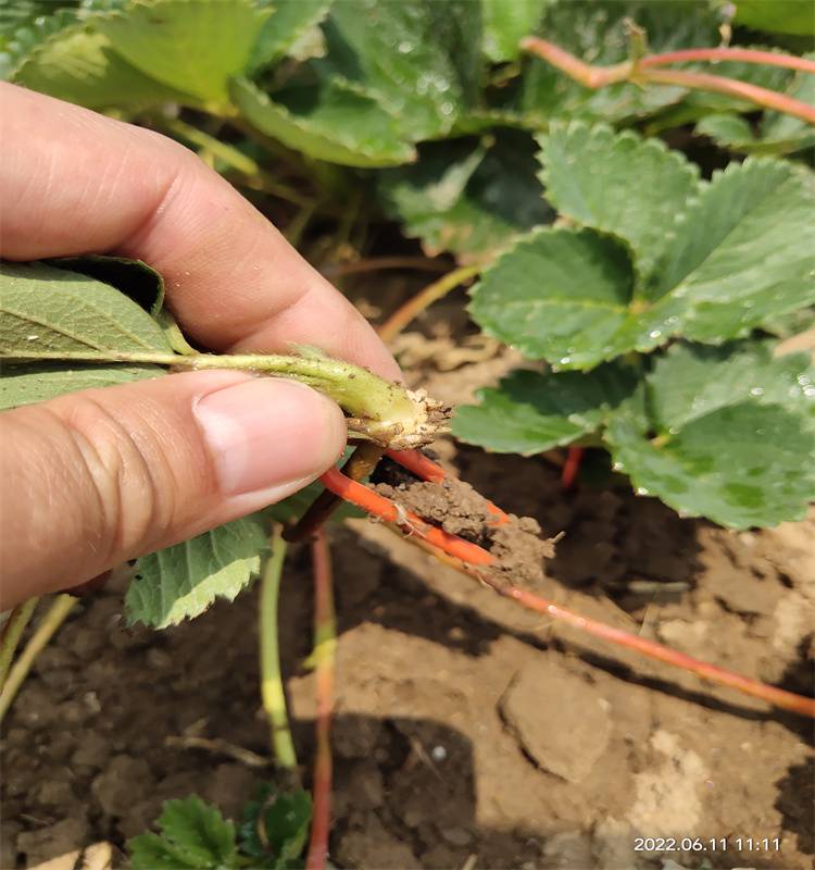 新品种草莓苗栽培时间 8月底种植到丰田园艺场草莓苗