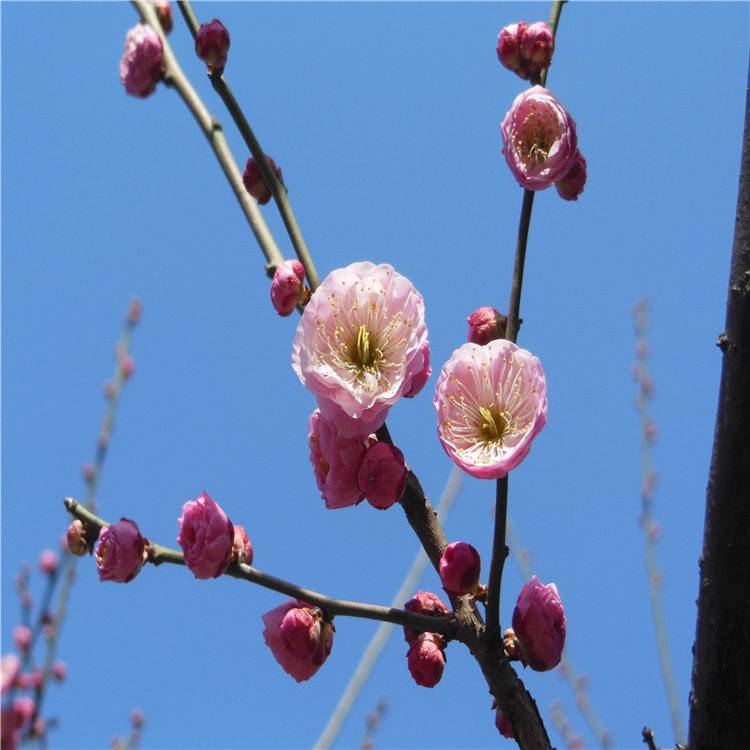 新乡宫粉梅花 绿化工程苗 老树桩朱砂梅树形饱满