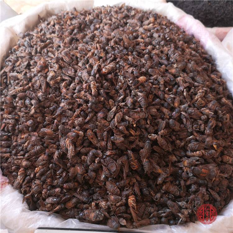 牤虫哪里能买到野生货牤虫特色货源