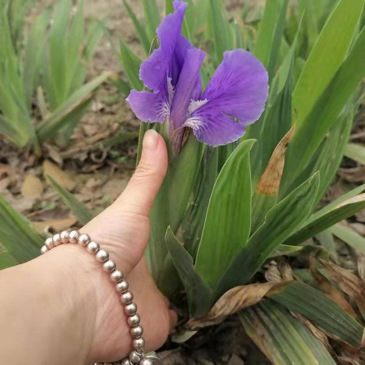 高30公分鸢尾批发价格紫花鸢尾地苗价德国鸢尾杯苗 中国供应商 高30公分鸢尾批发价格紫花鸢尾地苗价德国鸢尾杯苗 中国供应商