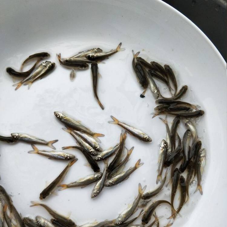广州供应淡水银鳕鱼苗大鳞鲃鱼苗各种淡水鱼苗出售批发