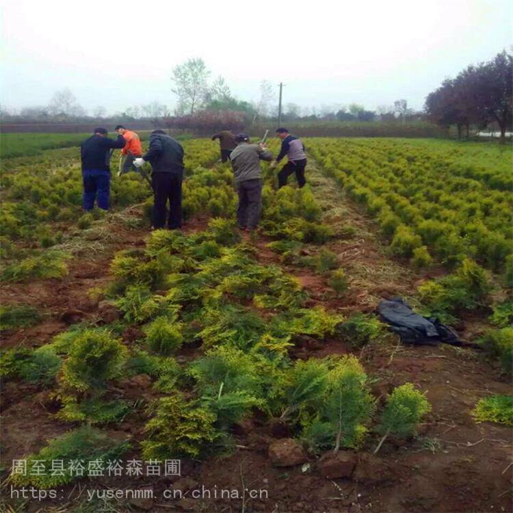 关中树苗基地 玫瑰 观花树苗送货栽植 圆形冬青球