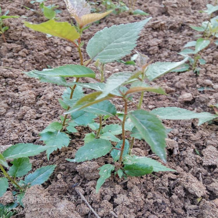 嘉宏樱桃苗马哈利良种樱桃苗品种矮化多少钱一斤