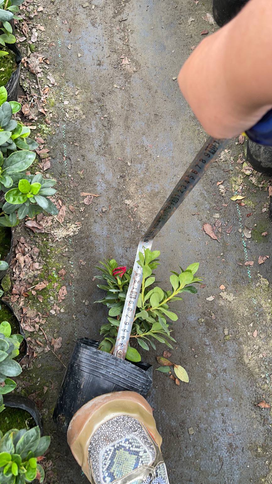 四川成都比利时杜鹃花怎么养苗圃批发还有杜鹃