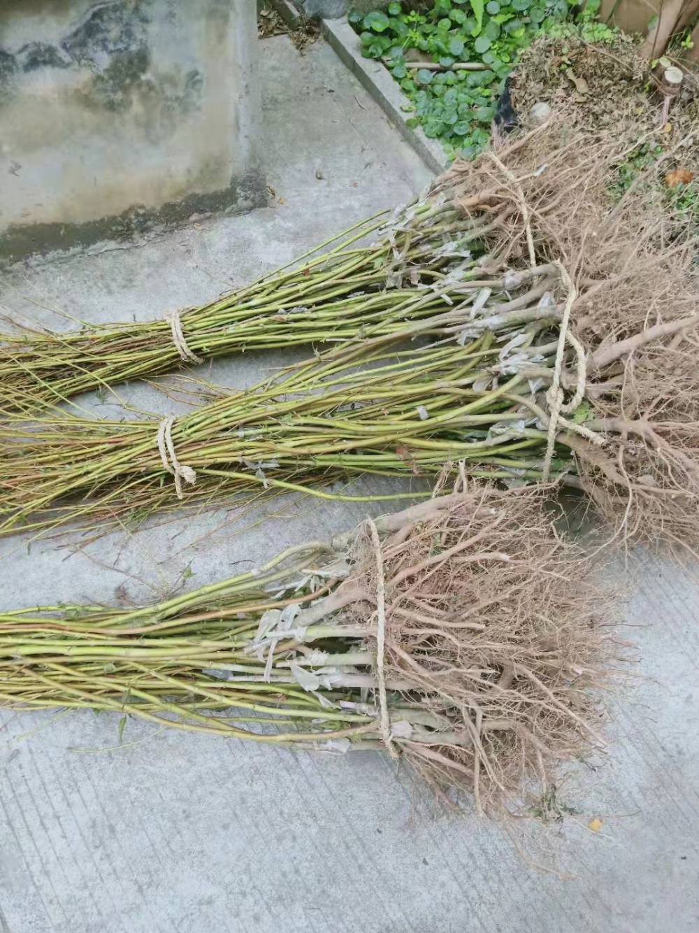 石榴红羽毛枫红舞姬红枫狮子头枫等各类品种枫树苗基地现挖发苗图片