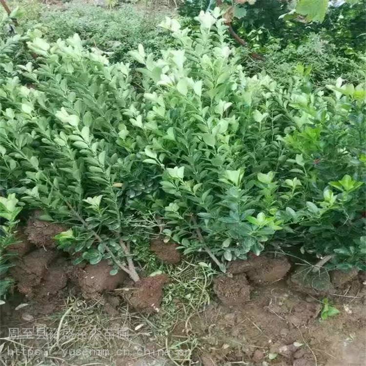 精修圆体冬青球杨凌花圃 耐修剪四季冬青 园林绿化苗木