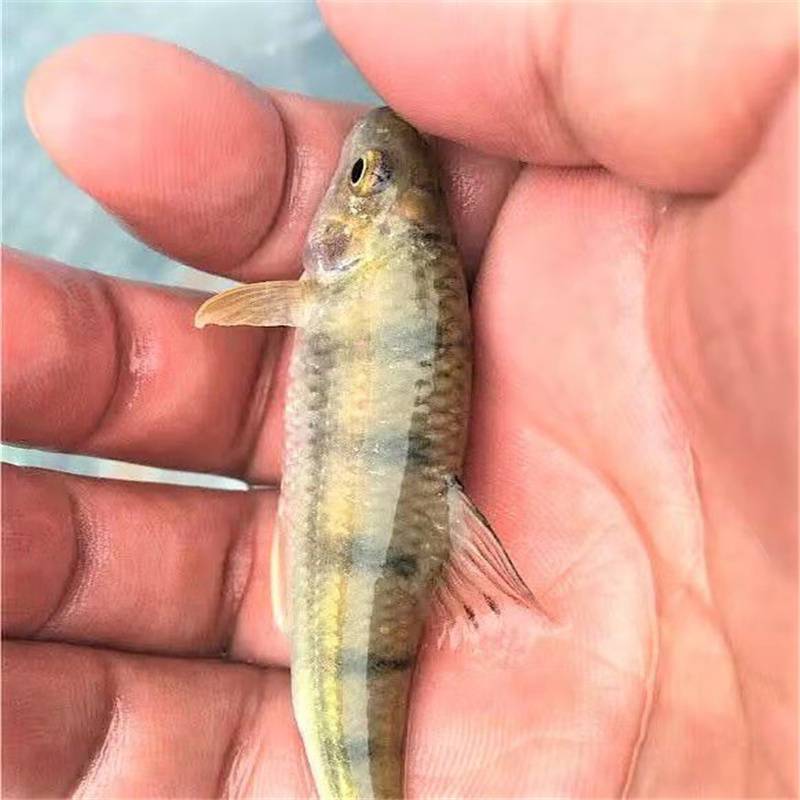 光唇鱼苗高密度养殖石斑鱼苗基地溪水石斑鱼苗价格