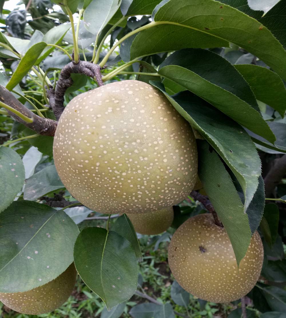 青皮梨矮化果树苗前景咋样梨树苗合作社梨树小苗多少钱一颗批发梨树