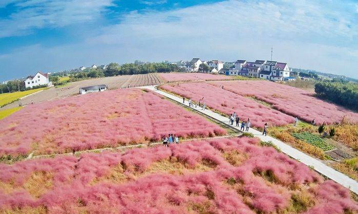 粉黛乱子草工程苗批发粉黛乱子草供货商粉黛乱子草花海洪坤花卉粉黛乱
