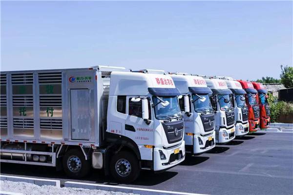 9米6畜禽运输车活牛运输车猪鲜活禽运输车