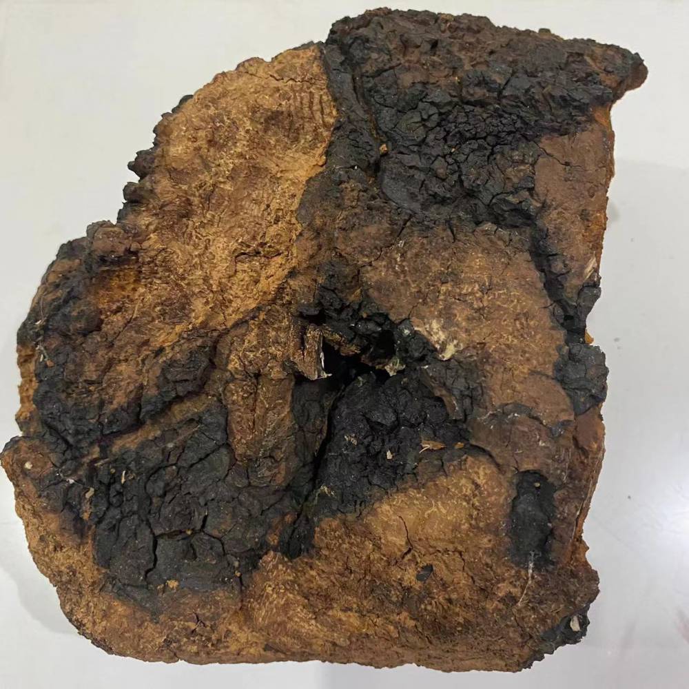 【销售中药材桦树茸-桦树茸批发价格售价】价格_厂家 - 中国供应商