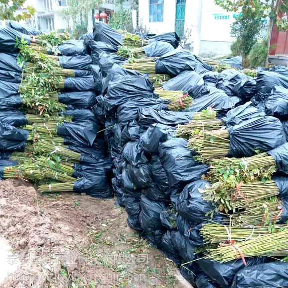 大棚香椿苗栽培技术分享一,如何进行香椿栽培香椿芽是一种营养价值