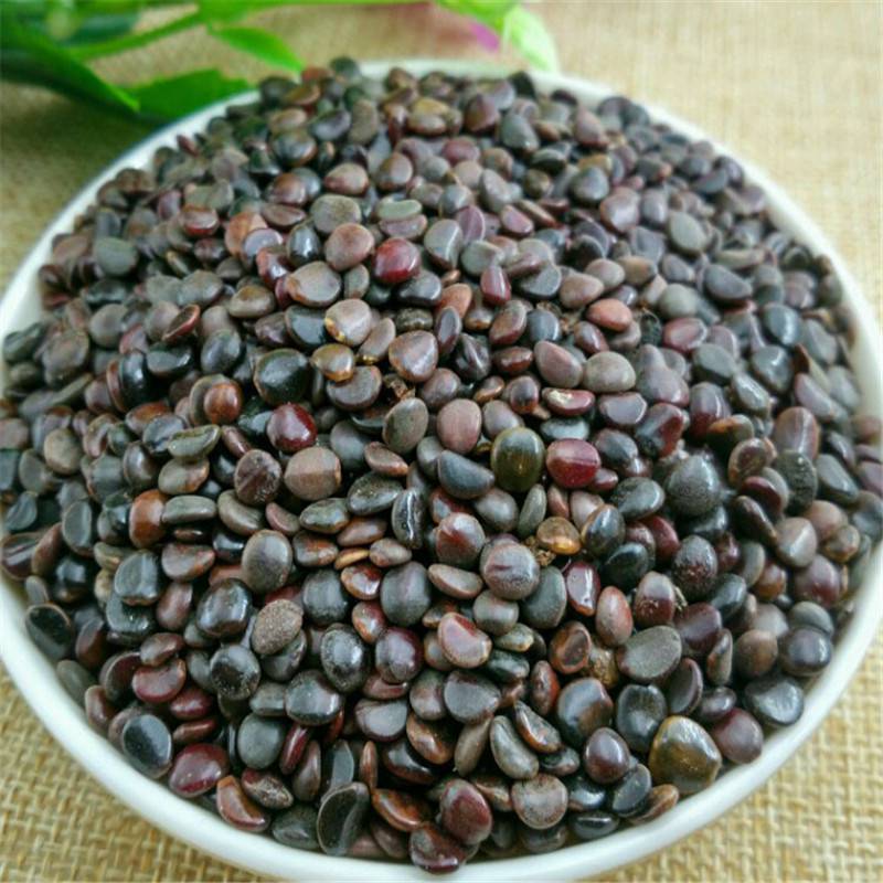 枳椇子价格中药材枳椇子枳椇子品质可靠