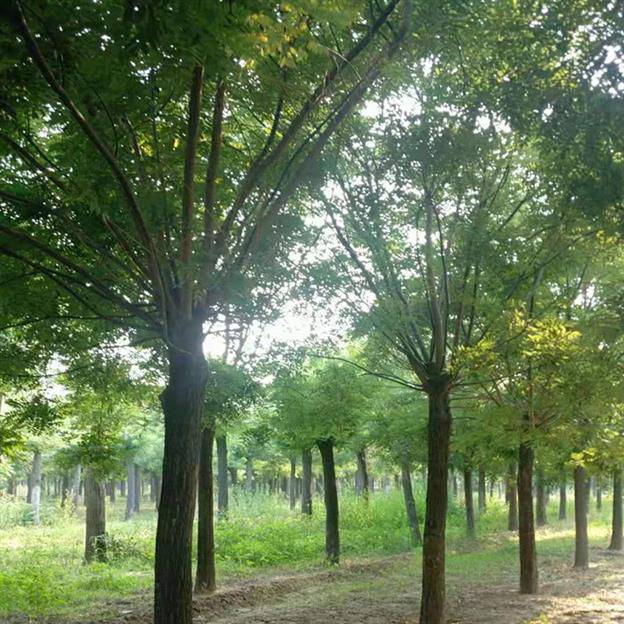 国槐树图片】8公分国槐国槐价格 国槐树图片大全 - 山东昌恒园林绿化