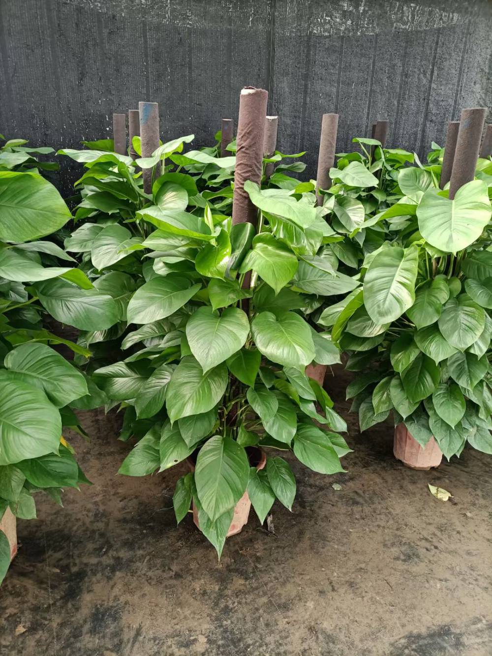 南宁汇成园艺安吉绿植租摆,绿植养护 发财树 金钱树批发 零售