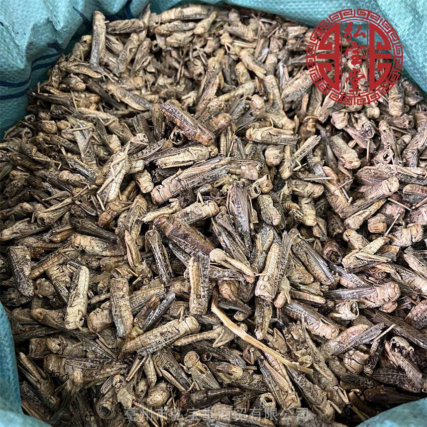 中药材草蜢野生无硫蝗虫个昆虫类药材实物图片