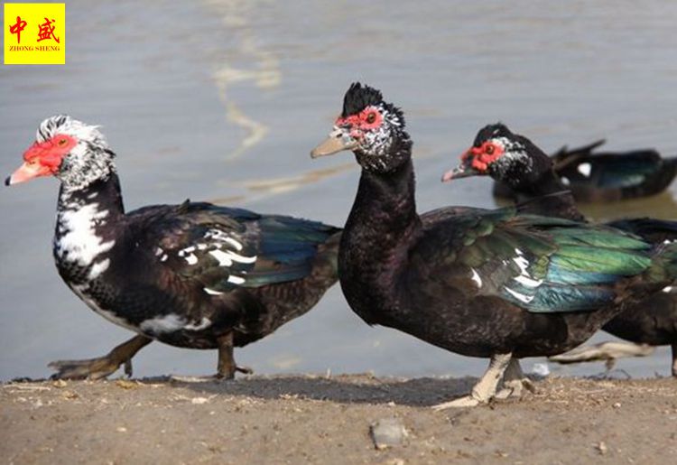 鸭养殖孵化场广西南宁番鸭苗批发多少钱一只贵州火鸭苗价格高成活率包
