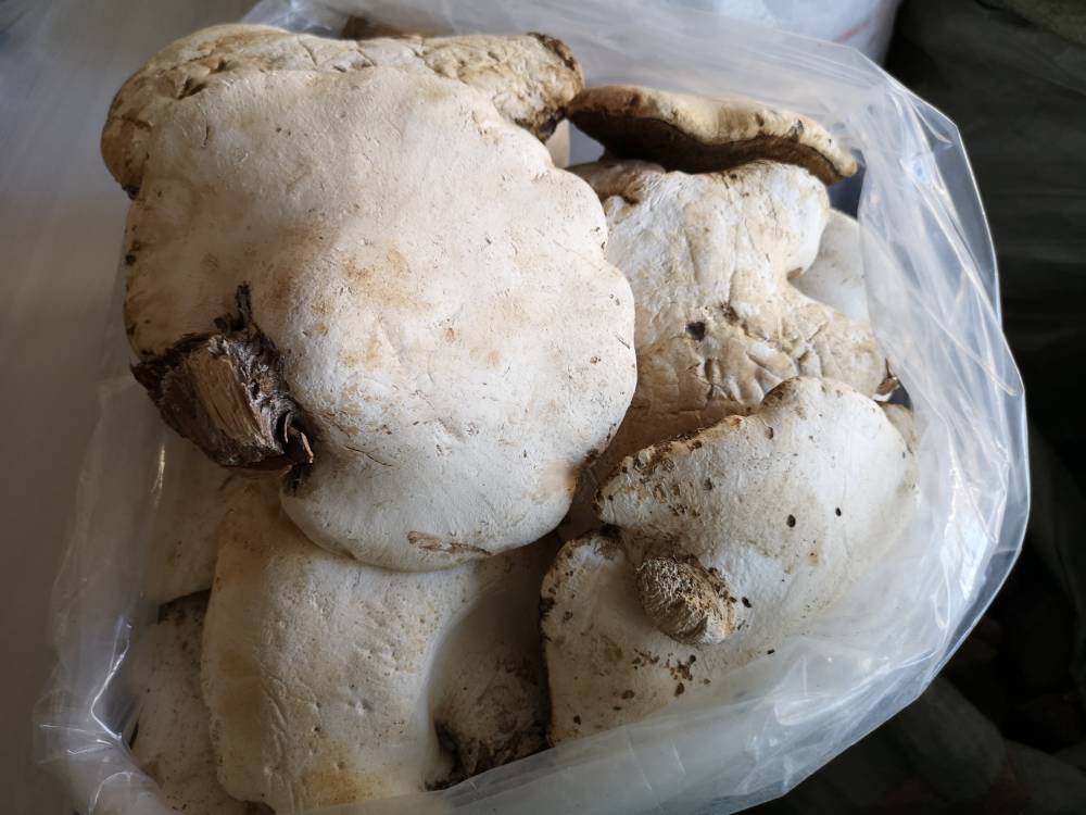 东北苦白蹄灵芝价格多少钱一斤