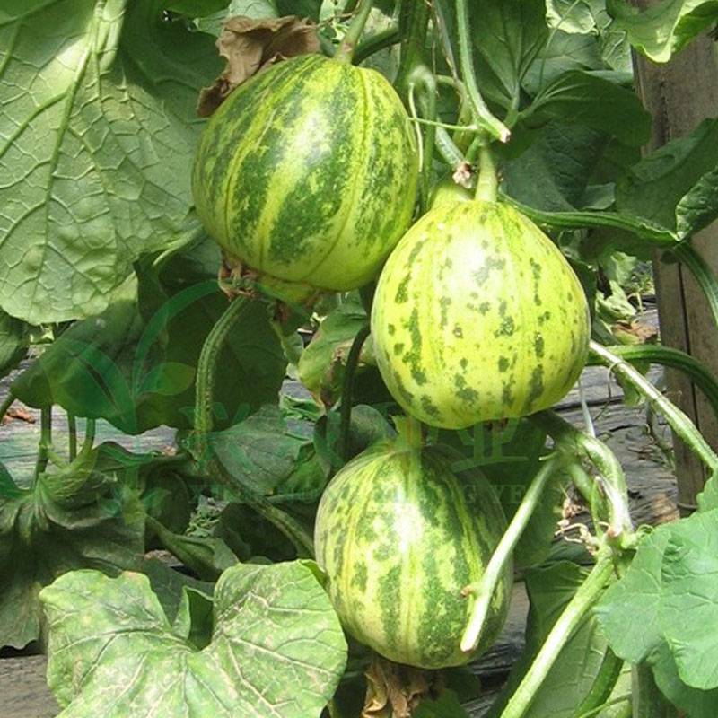甜瓜种子蛤蟆酥种子花皮甜瓜皮薄肉厚口感香甜大田高产甜种籽