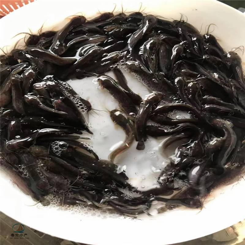 泰國埃及塘鯴魚苗淡水革埃及鬍子鯰塘角魚苗八鬍子鯰魚苗生長快易繁殖