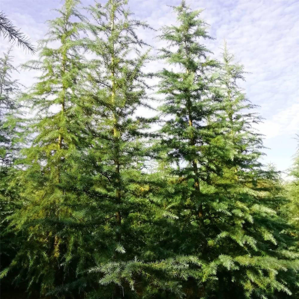 常年供应5米雪松价格5米雪松树苗价格天昱雪松基地