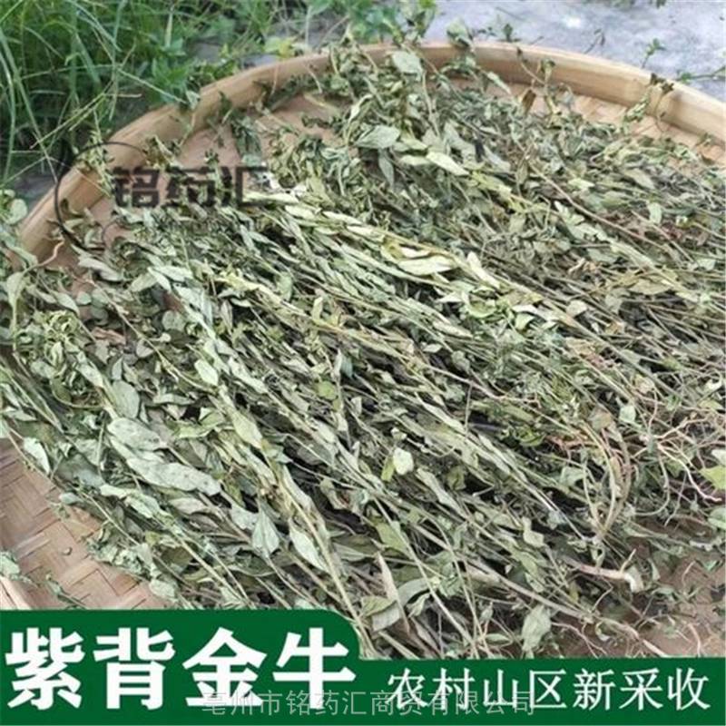 七寸金草药图片用途图片