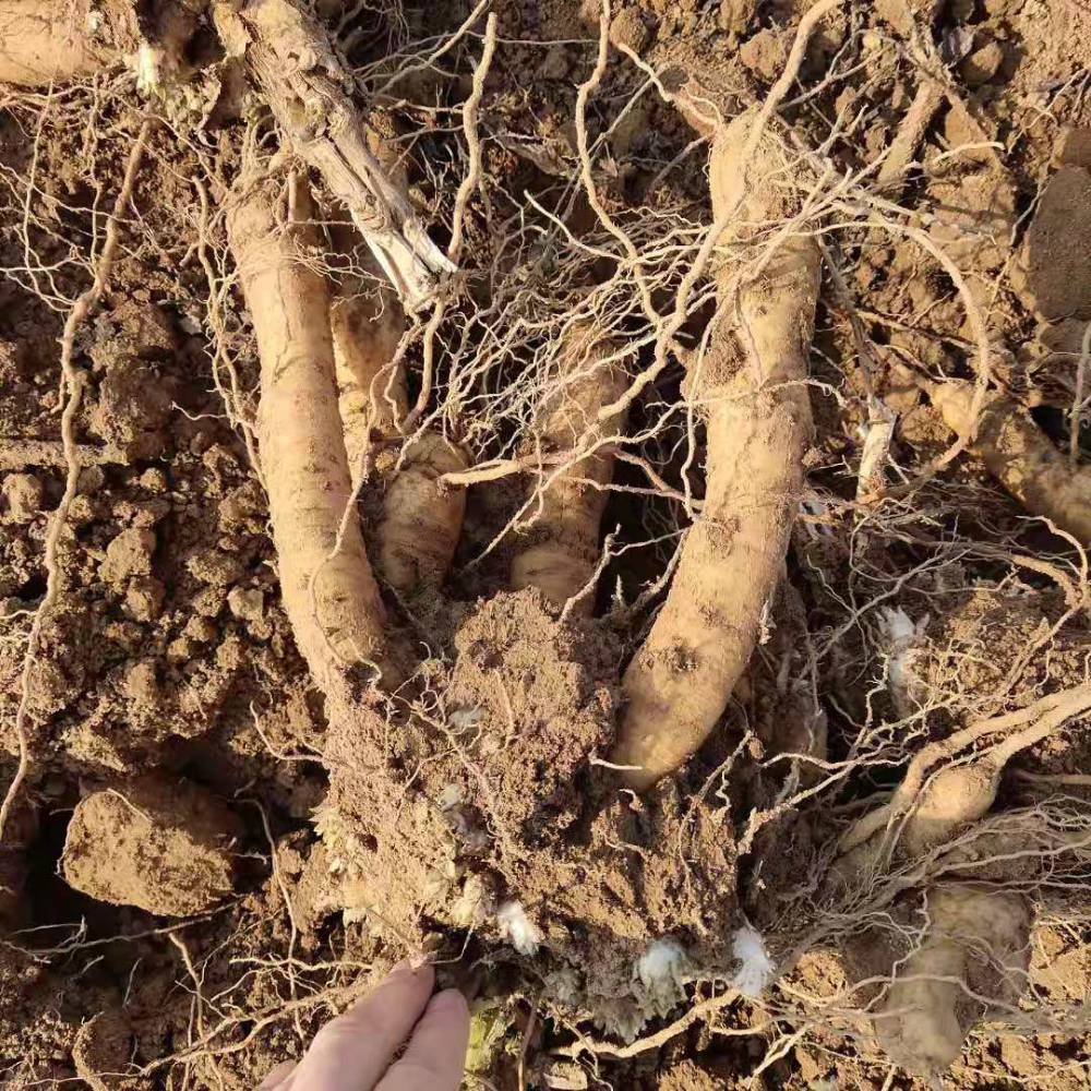 0等级1苗龄二年苗cm品种黑参种苗茎粗6cm苗高10cm产品特性黑参种苗