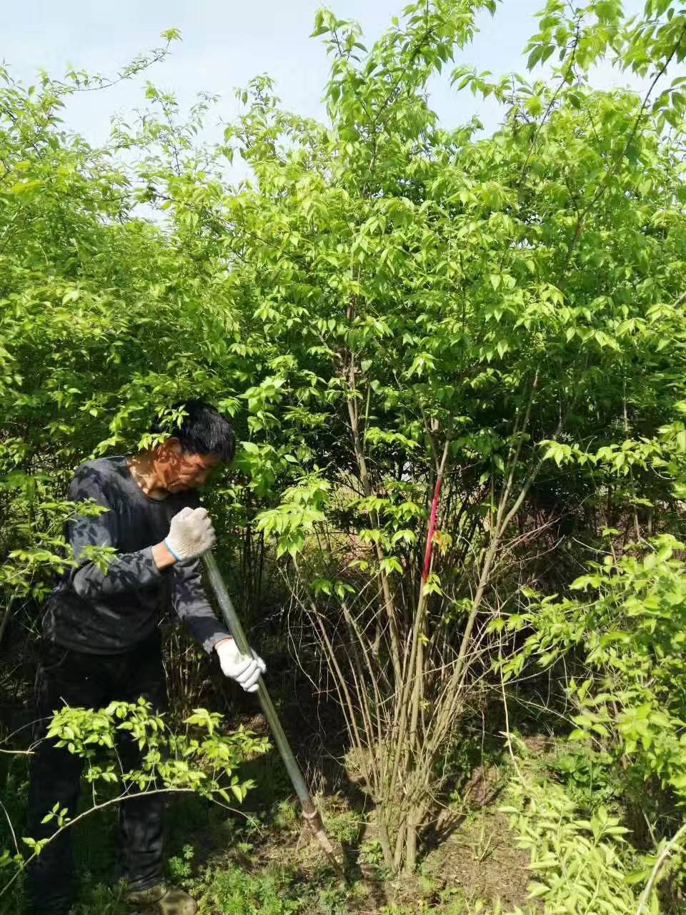 供应丛生金银木 丛生金银木基地批发 工程绿化丛生金银木树苗***