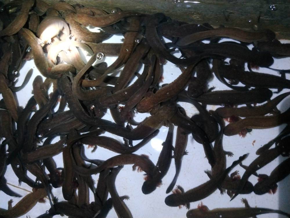 供应娃娃鱼苗价格批发娃娃鱼苗运输大鲵种苗价格便宜