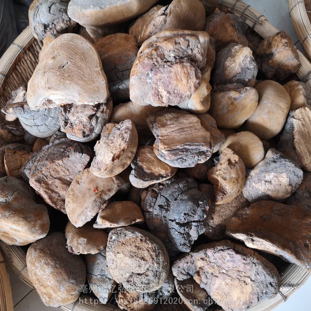 野生桑耳批发价格桑黄哪里买到野生的