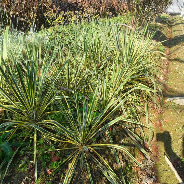 金边丝兰大量批发耐旱多年生常绿植物金边凤尾丝兰花园庭院