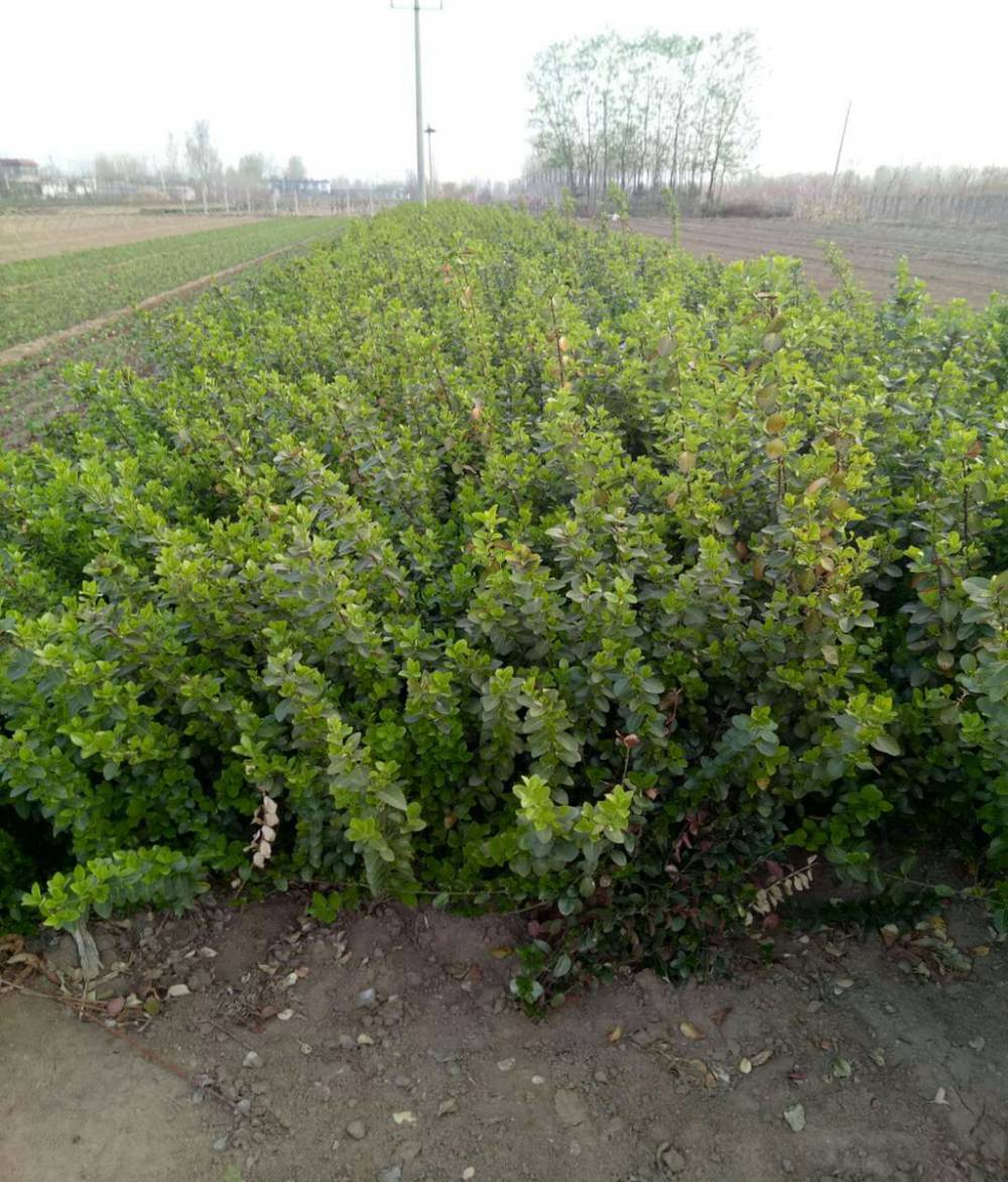 黄英碧桃苗出售欢迎选购新品种红花碧桃苗市场表现好