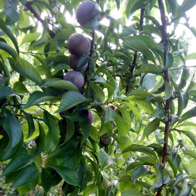 湖北云梦凤凰李苗缘道苗木基地五月脆李苗3公分粗价格