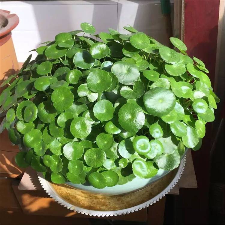 水生植物香菇草园林庭院造景植物室内水体绿化圆币草