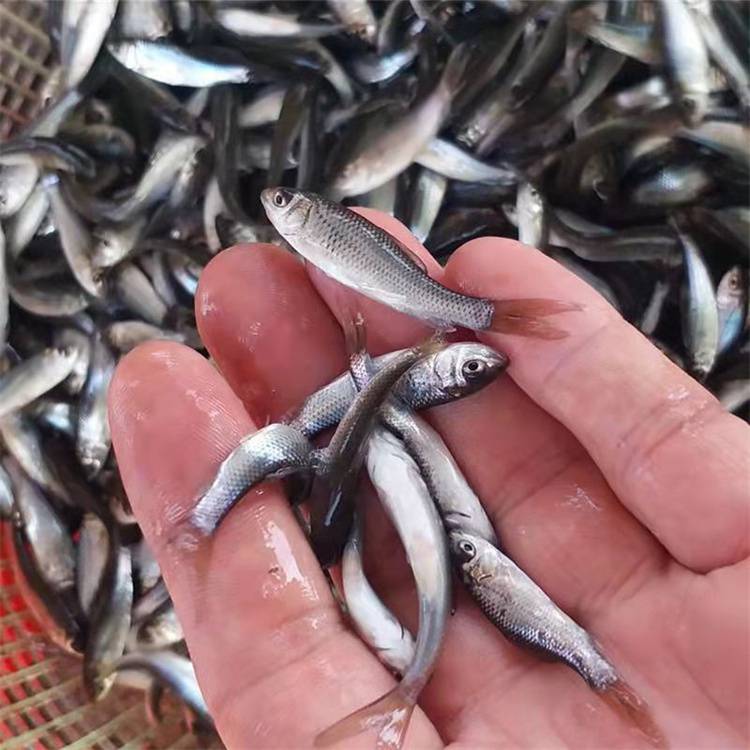 高產量養殖鯪魚苗水花鮮活鯪魚苗麥鯪魚苗土鯪魚苗大量出售