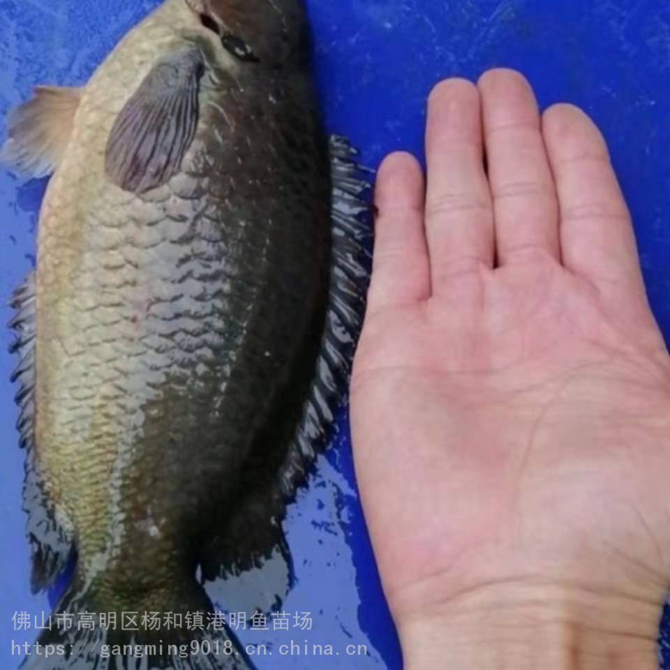 淡水养殖攀鲈鱼鱼苗过山鲫鱼海南婆鱼苗明丰水产鲜活出售